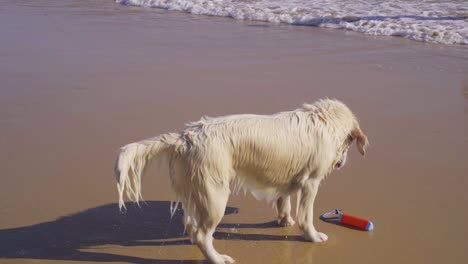 Zeitlupe-Nasser-Hund-Tier-Strand-Spielzeug-Sand-Wasser-Besitzer