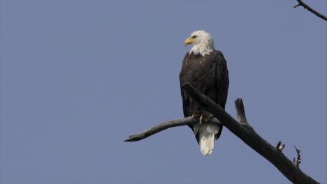 Bald-eagle-perched-on-dead-branch-in-Yellowstone-National-Park,-USA