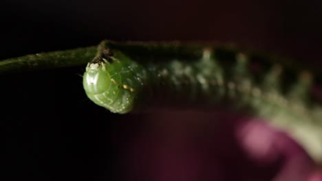 Macro-shot-of-the-head-of-a-copper-underwing-caterpillar-eating-a-twig