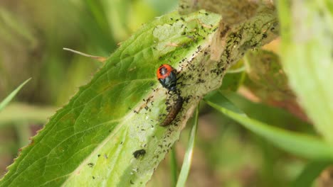 Kleiner-Schwarzer-Und-Roter-Käfer,-Der-Auf-Einem-Blatt-Sitzt-Und-Eine-Larve-Frisst