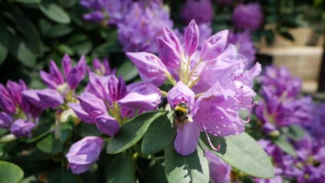 Bumble-bee-flying-around-rhododendron-flower,-slow-motion