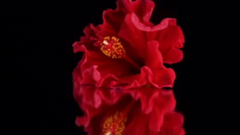 Moving-forwards-macro-view-of-red-hibiscus-on-a-black-reflective-background,-beautiful-elegant-4k-footage-of-a-red-flower
