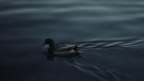 Pato-Real-Nadando-En-Las-Tranquilas-Aguas-Del-Lago-De-Las-Naciones-En-Quebec,-Canadá-Al-Atardecer