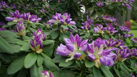 Rhododendron-bush-with-pink-purple-flowers-in-garden,-panning-shot
