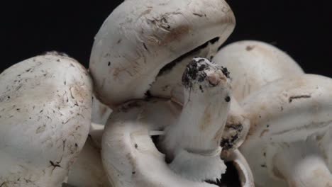 Closeup-Pan-Right-of-White-Common-Button-Mushrooms-on-Black-Background