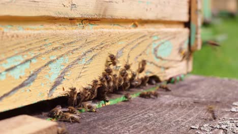 Makroaufnahme-Einer-Bienenkönigin,-Die-Den-Bienenstock-Verlässt,-Während-Sie-Von-Arbeitsbienen-Umschwärmt-Wird