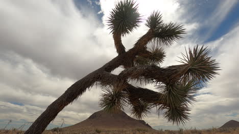 Joshua-tree-in-the-foreground-with-desert-mountains-in-the-background-and-an-amazing-time-lapse-cloudscape-overhead