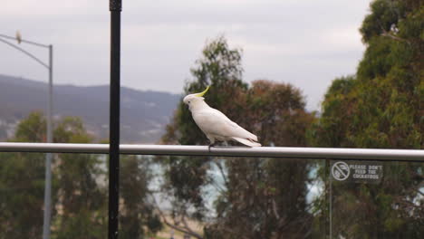 Cockatoo-walking-on-railing,-Lorne-Australia