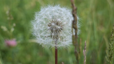 Close-Up-of-a-White-Dandelion-Blossom-in-a-Field