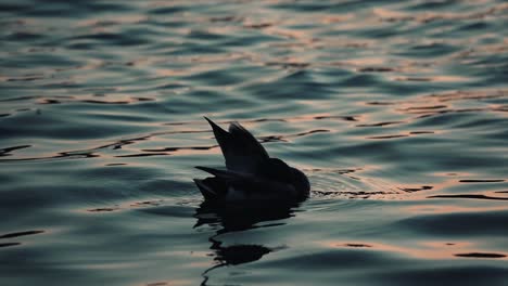 A-Lone-Domestic-Duck-Floating-And-Preening-On-The-Lake-At-Sunset