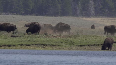 Bison-herd-by-river,-Yellowstone-National-Park