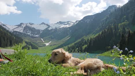 A-cute-playful-golden-retriever-puppy-is-rubbing-her-back-in-the-grass-before-being-scared-and-startled-by-something-on-the-right,-in-front-of-a-beautiful-mountain-lake-in-the-French-Alps