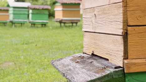 Worker-bees-landing-on-a-wooden-ramp-and-crawling-into-a-wooden-hive-in-an-ethical-honey-farm