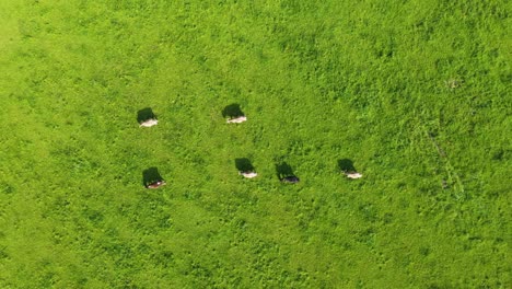 Flying-and-rising-above-cows-and-acttle-in-huge-green-gras-field-in-Germany