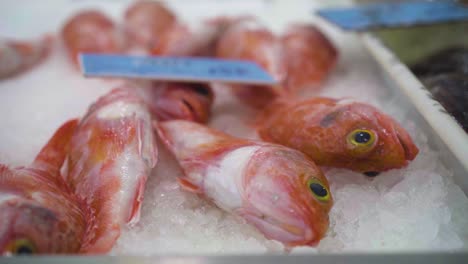 Red-fishes-in-ice---slow-motion-close-up-moving-shot-Fish-Market-tray