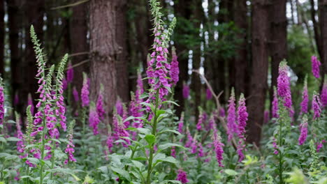 Beautiful-wild-Foxglove-flowers-in-an-English-woodland