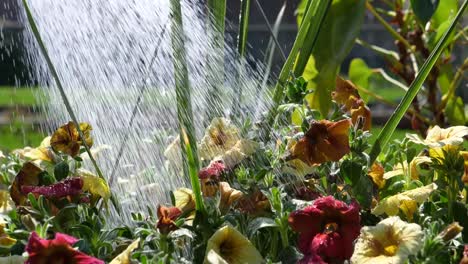 Watering-Petunia-Flowers-Outdoors-in-Slow-Motion---180fps