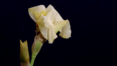 Weiße-Tulpe-Mit-Feuchten-Blütenblättern-Auf-Schwarzem-Hintergrund,-Makro