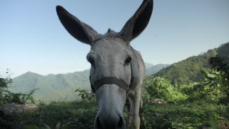 Ein-Esel-Schaut-In-Die-Kamera-Und-Dreht-Seinen-Kopf-Und-Seine-Ohren-Und-Starrt-Auf-Die-Kamera-In-Einem-Abgelegenen-Traditionellen-Kaffeeplantagendorf-Im-Dschungel-Von-Kolumbien-Lateinamerika-Berge-Slowmotion
