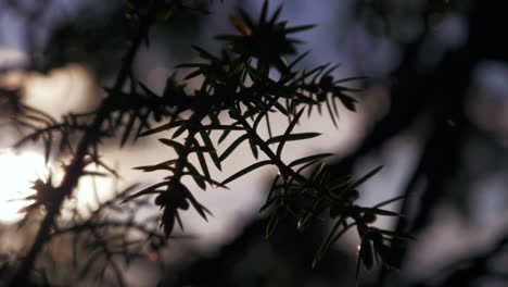 Close-up-of-fir-needles-on-a-tree-branch-with-beautiful-background