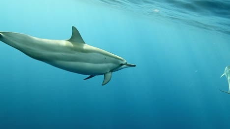 Delfines-Giradores-Nadando-Libremente-En-El-Mar-Azul-Brillante-Con-Rayos-De-Sol---Plano-Medio
