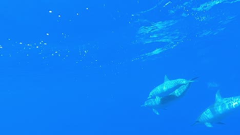 Delfines-Giradores-Nadando-Bajo-El-Mar-Azul-Profundo---Plano-Medio