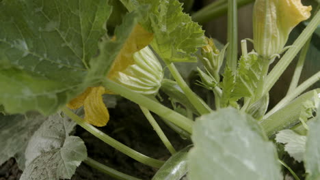 Tilt-down-along-zucchini-plant-and-blossom-in-garden