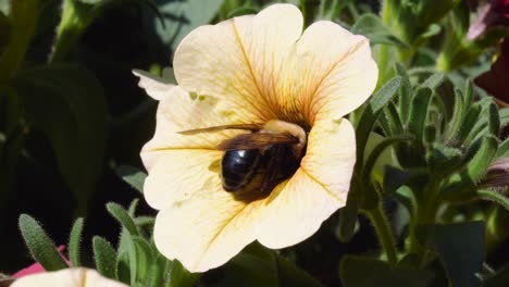 Dead-Bumblebee-in-Petunia-Flower---Bright-Day-Ontario-Canada