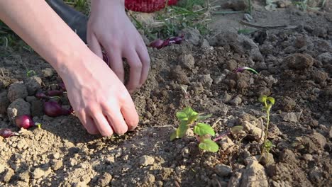 Frühlingslandwirtschaft,-Weibliche-Hände,-Die-Rote-Zwiebeln-In-Fruchtbaren-Boden-Pflanzen