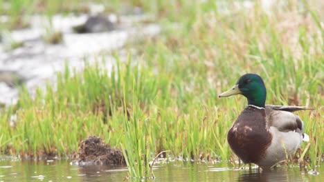 mallard-duck-in-rain-closeup-by-running-water
