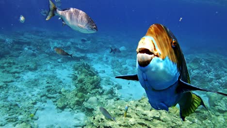 Wunderschöner-Papageienfisch-Schwimmt-über-Den-Korallenriffen-Mit-Einer-Schule-Von-Scissortail-Sergeants-Im-Hintergrund