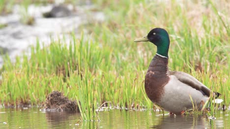 mallard-duck-quacking-on-rainy-day-by-running-water