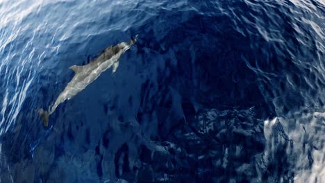Ein-Wunderschöner-Delphin,-Der-Direkt-Unter-Der-Meeresoberfläche-Schwimmt---Draufsicht