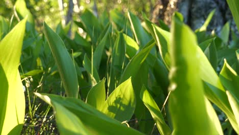 Pan-shot-of-Lily-of-the-valley-flowers-at-golden-hour,-natural-lighting
