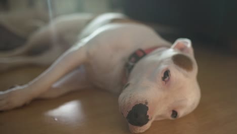 Maggie-the-pit-bull-terrier-is-a-sweet,-lazy-dog-that-acts-like-a-small-puppy