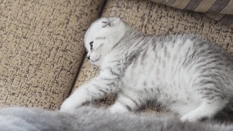 Scottish-Fold-kitten-lying-on-the-couch