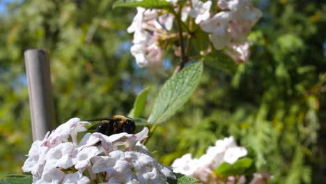 Pollenbedeckte-Hummel-Auf-Weißer-Duftender-Viburnumblume---Ontario-Kanada