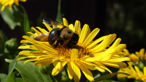 Bumblebee-Muerto-En-La-Flor-De-La-Margarita-De-La-Perdición-Del-Leopardo-Amarillo---Cerca-De-Ontario,-Canadá