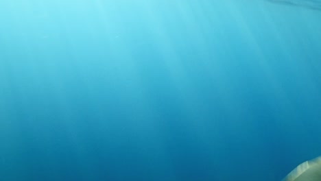 Ein-Wunderschöner-Spinner-Delfin,-Der-Frei-Unter-Den-Wellen-Schwimmt---Unter-Wasser-Aus-Nächster-Nähe