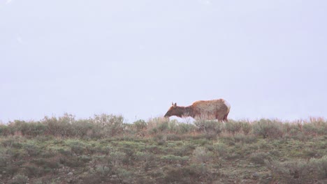 Alce-Comiendo-Artemisa-En-El-Parque-Nacional-Grand-Tetons-En-Wyoming