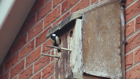 Great-tit-enters-bird-box-with-food-for-its-chicks