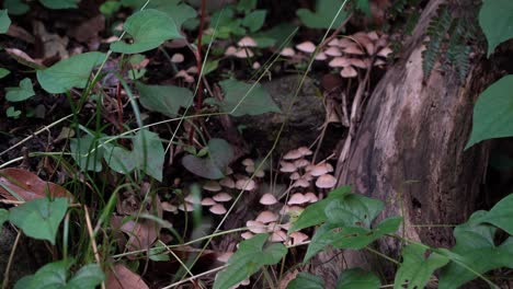 Kleine-Pilze,-Die-Auf-Dem-Waldboden-In-Der-Nähe-Eines-Baumstamms-Wachsen---Nahaufnahme