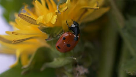 4k-macro-close-up-of-ladybug-beetle-climbing-on-flower-outdoors