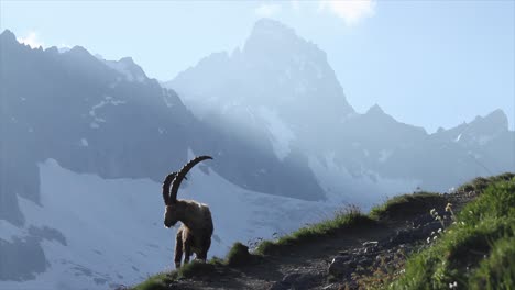 Alpine-ibex-grazing-with-snowy-mountain-backdrop,-Italian-Alps