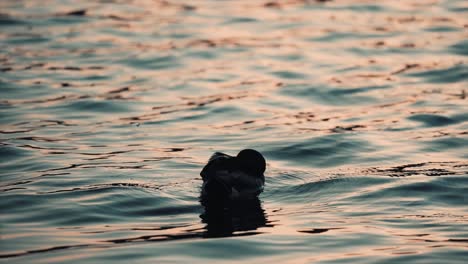 A-duck-grooming-and-preening-on-on-the-lake-waves-at-sunset---slow-motion