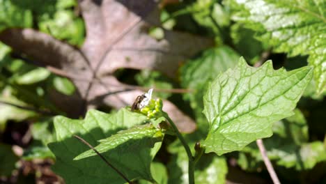 Honey-Bee-Wasp-Gathering-Pollen-on-Little-White-Flower---Ontario-Canada