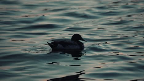 Ente,-Die-Bei-Sonnenuntergang-Auf-Dem-Plätschernden-Wasser-Auf-Dem-See-Schwimmt