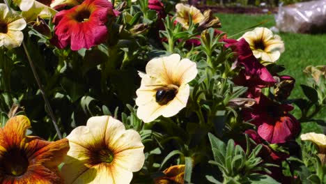 Abejorro-En-Flor-De-Petunia---Día-Soleado-Ontario-Canadá