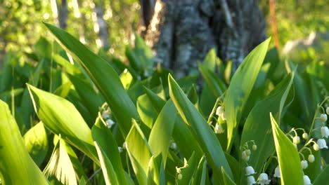 Slow-Motion-Garden-of-Blooming-Convallaria-Flower-Swaying-in-the-Wind