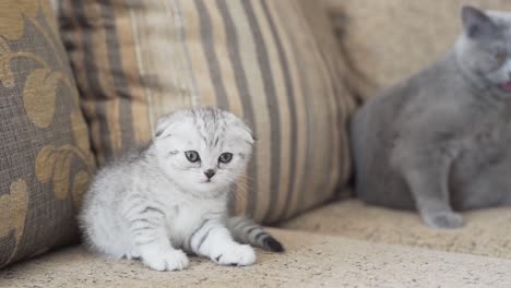 portrait-of-a-gray-scottish-fold-kitten